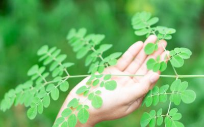 Le Moringa : L’arbre-miracle qui révolutionne la santé