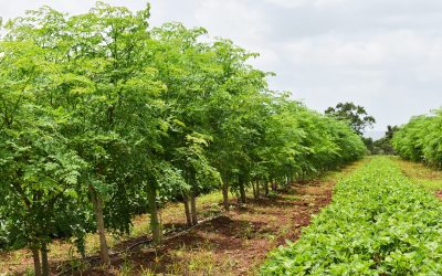 La Culture du Moringa Bio : Un avenir écologique et rentable pour les petits agriculteurs